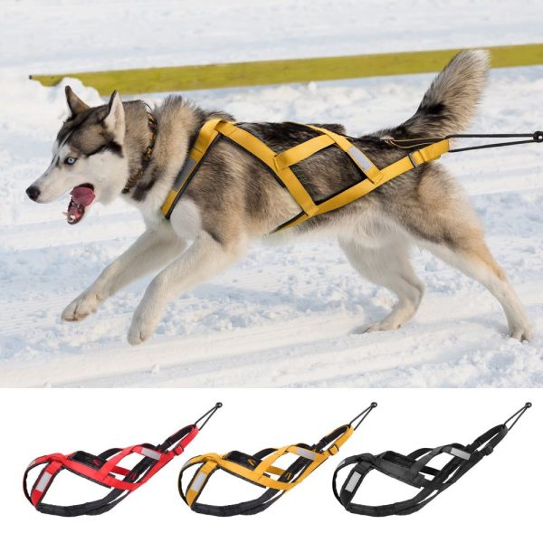 harnais de traction pour chien