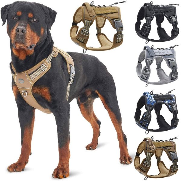 laisse pour randonnée avec chien