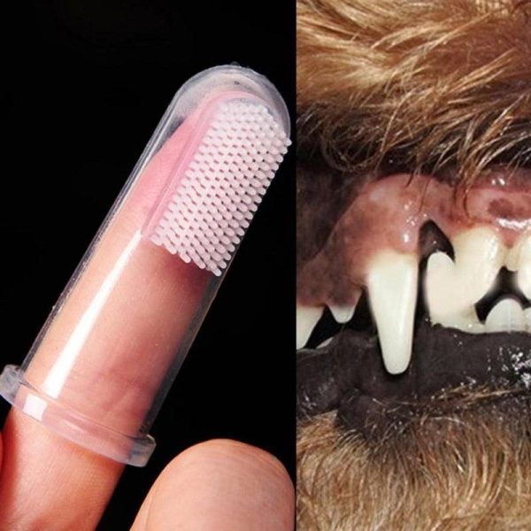 brosse à dents doigt pour chat