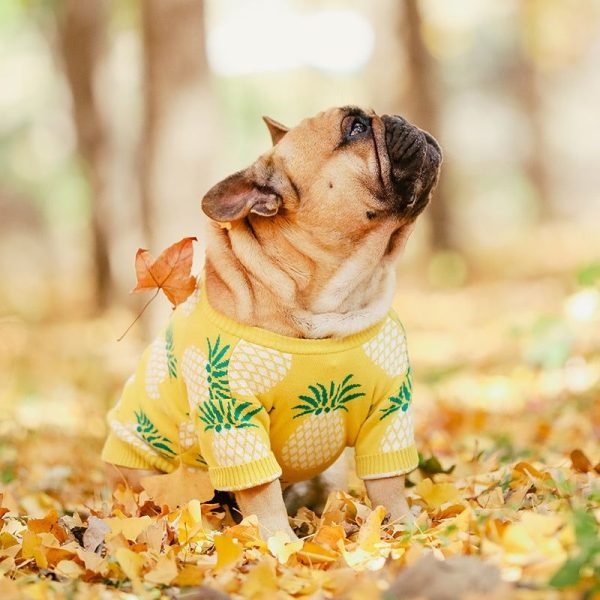 pull roux et confortable pour chien